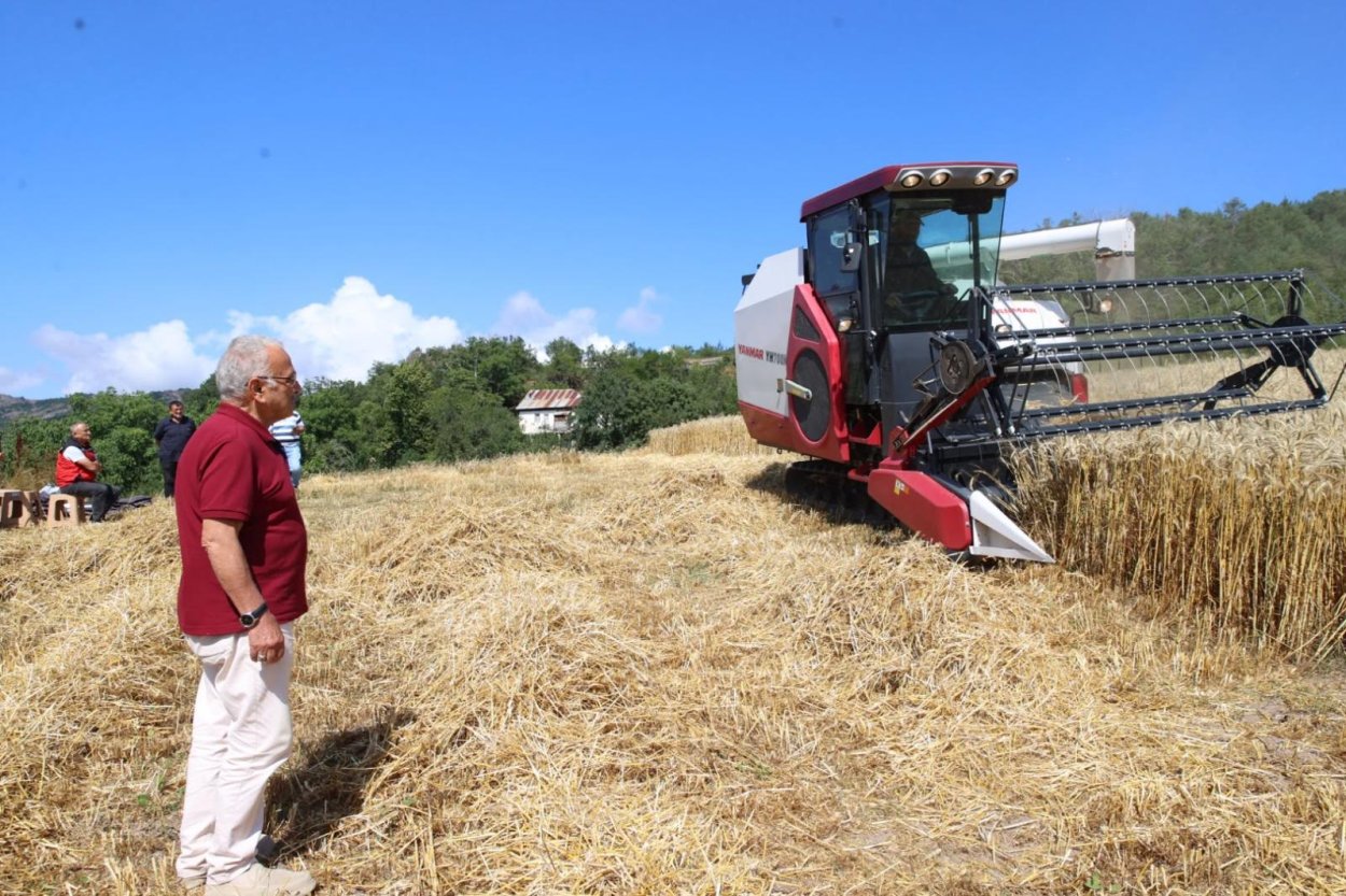 ORDU’DA BİÇERDÖVERLİ BUĞDAY HASADI