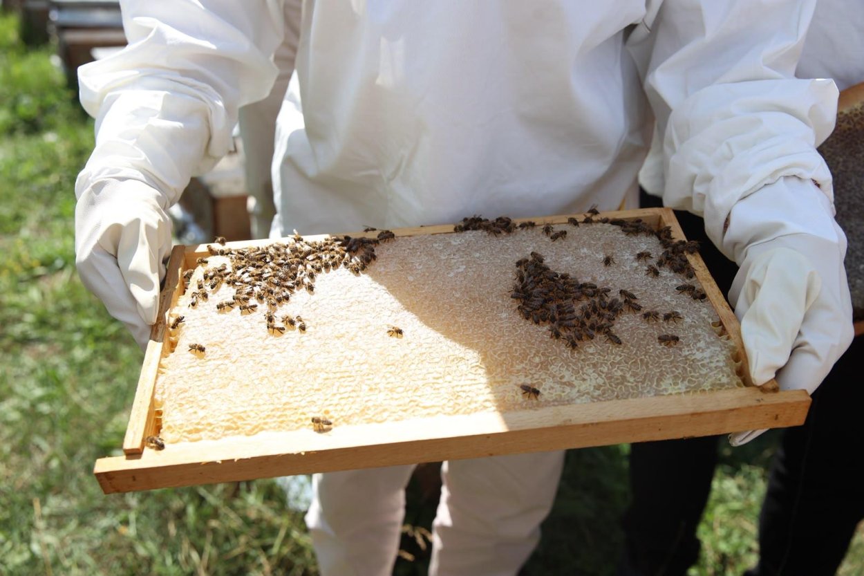 BAŞKAN GÜLER’DEN ARICILARA VARROA İLACI DESTEĞİ MÜJDESİ