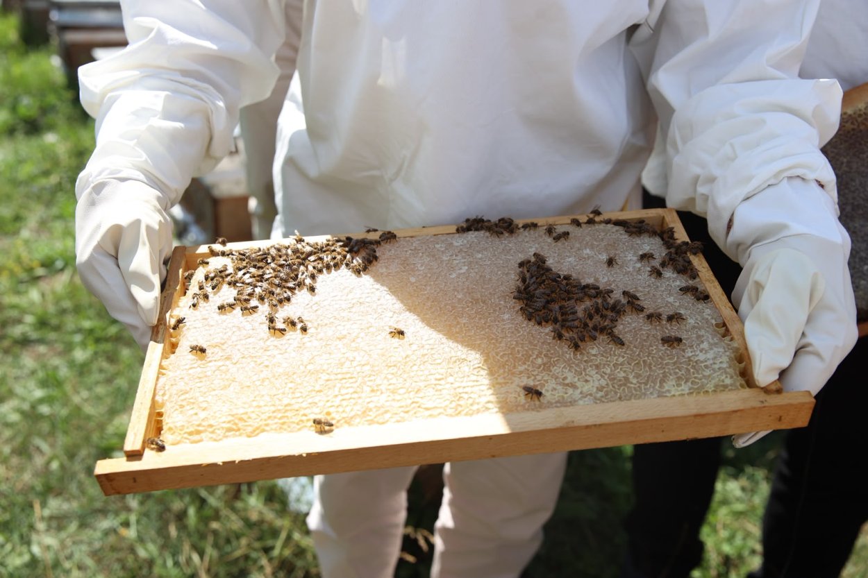 BAŞKAN GÜLER’DEN ARICILARA VARROA İLACI DESTEĞİ MÜJDESİ