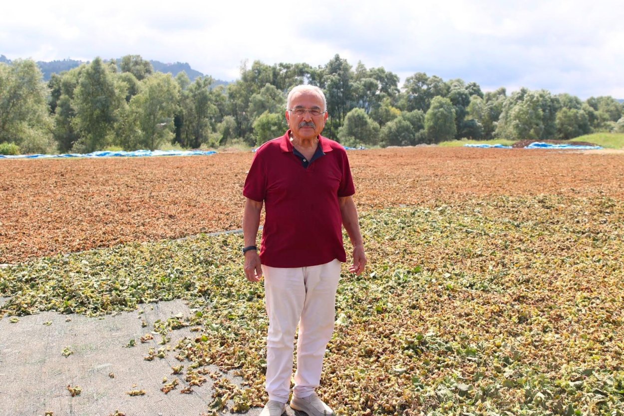 ORDU’DA YAKLAŞIK 1000 DÖNÜMLÜK FINDIK BAHÇESİNDE HASAT SÜRÜYOR