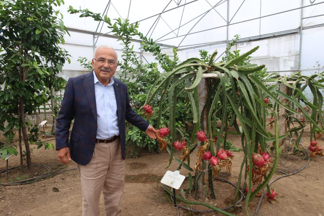 TROPİKAL MEYVELER KARADENİZ’İ SEVDİ