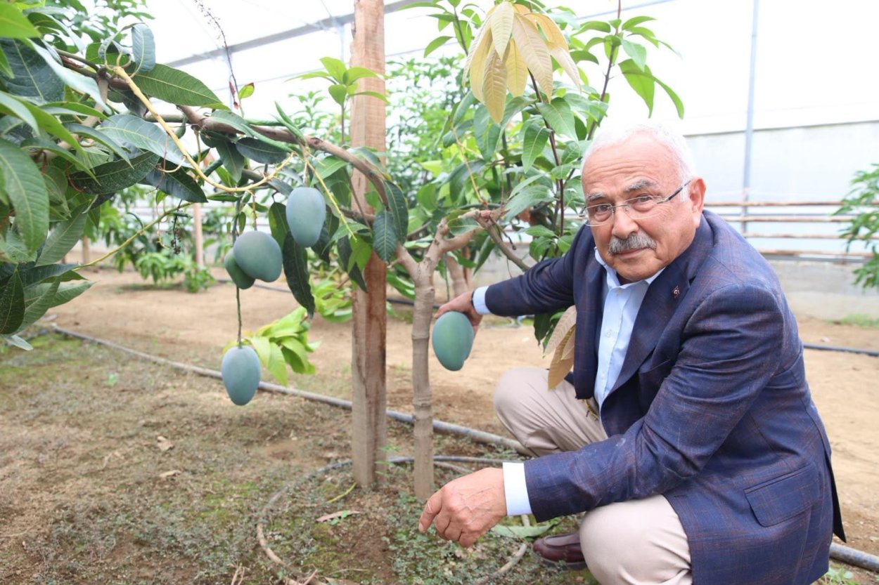 TROPİKAL MEYVELER KARADENİZ’İ SEVDİ